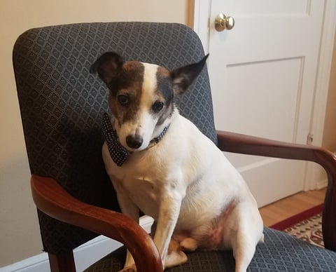 Sam getting ready for conference at the office.