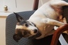 Sam getting ready for conference at the office.